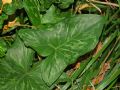 Arum italicum subsp. italicum